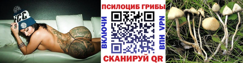 магазин    Опочка  Псилоцибиновые грибы Psilocybine cubensis 